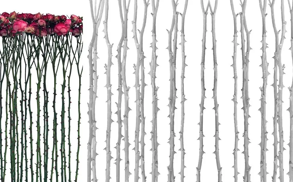 Ist Dornröschen wirklich erwacht?©Marion Mandeng Ist Dornröschen wirklich erwacht?©Marion Mandeng