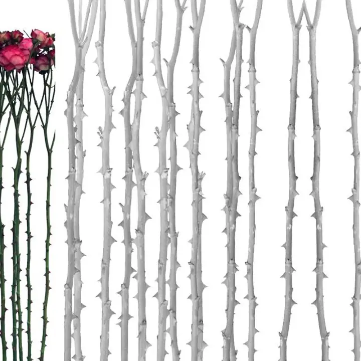 Ist Dornröschen wirklich erwacht?©Marion Mandeng Ist Dornröschen wirklich erwacht?©Marion Mandeng