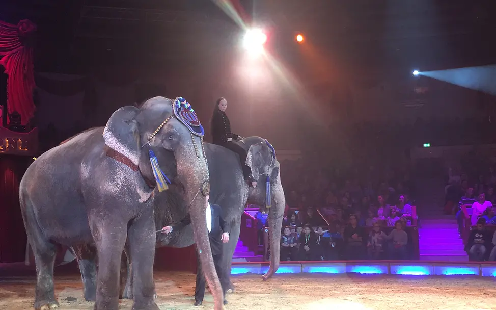 tz_aktion_circus_krone_2017_3