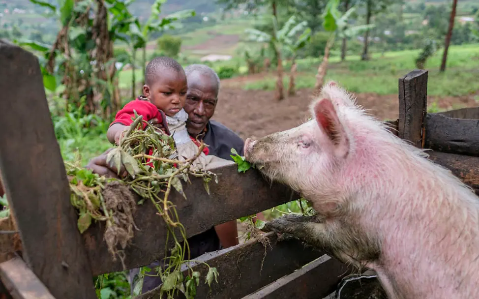 Francis zeigt seiner Enkeltochter Blessed, wie man richtig ein Schwein füttert | © UNICEF/Ose Uganda: Großvater Francis zeigt seiner Enkeltochter Blessed, wie man ein Schwein füttert