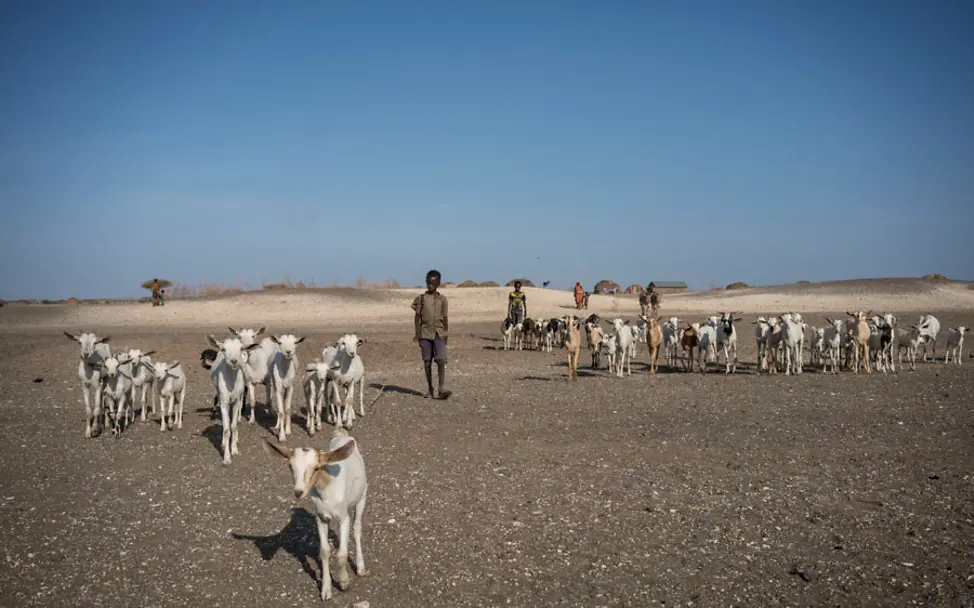 Kinderarbeit: Junge Ziegenhirten im Norden von Kenia