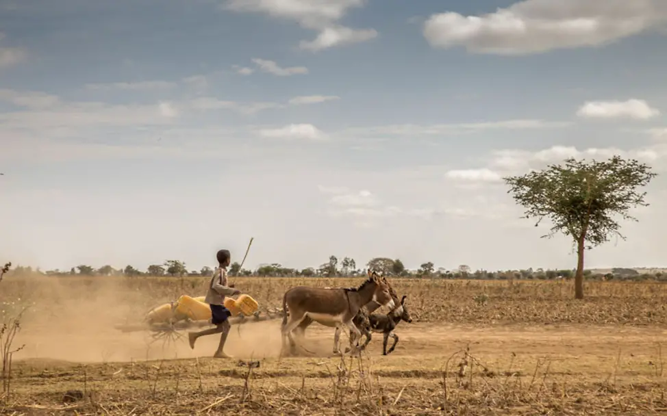 Dürre Äthiopien: Ein Junge läuft neben einem Esel-Gespann über ausgedörrtes Land. Überall fehlen Wasserstellen.