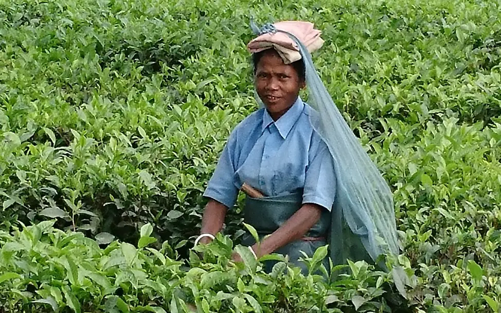 Indien: Eine Teepflückerin auf der Bokel Teeplantage.