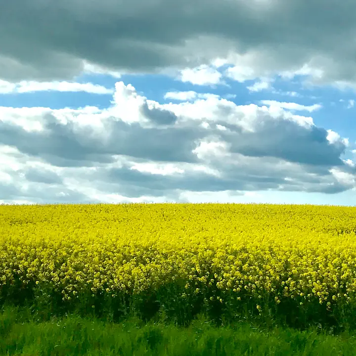 New Content Item (1)