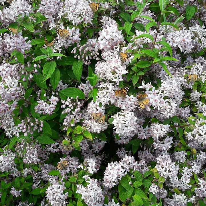 Schmetterlinge Schmetterlinge