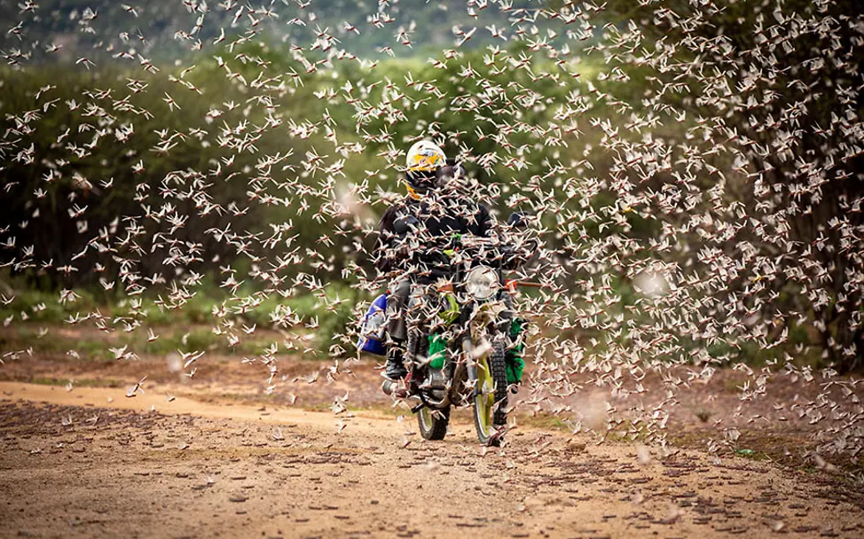 Die Heuschreckenschwärme können sich schnell ausbreiten. | ©FAO/Sven Torfinn Heuschreckenplage in Ostafrika: Ein Mofafahrer fährt durch einen Heuschreckenschwarm.