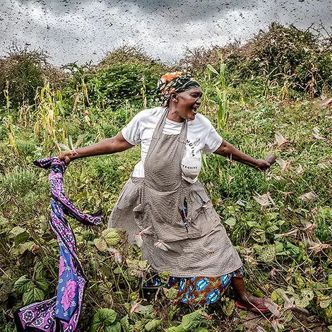 Die Heuschreckenplage in Ost-Afrika stellt eine große Bedrohung dar. | © FAO/Sven Torfinn Heuschreckenplage Afrika: Eine Frau in Kenia arbeitet auf dem Feld umzingelt von einem Heuschreckenschwarm.