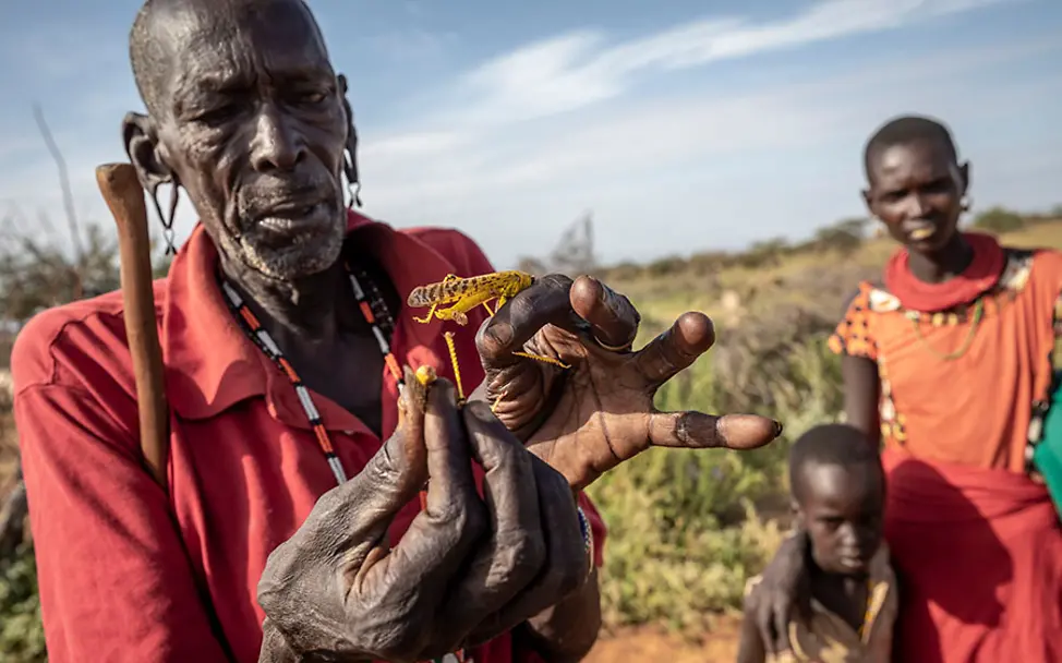 Die Heuschrecken gefährden die Existenz zahlreicher Familien. | © FAO/Sven Torfinn Heuschreckenplage in Kenia: Ein Bauer hält eine gelbe Wüstenheuschrecke in seinen Händen.