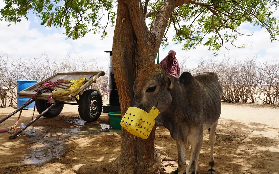 Kälbchen Gutu trägt einen Maulkorb, damit es nicht aus Verzweiflung Plastik oder Kleidung frisst. | © UNICEF/Hedemann Kälbchen Gutu trägt einen Maulkorb