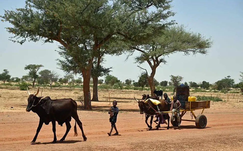 Kinder und Frauen sind mit einem Ochsengespann auf dem Weg zum Wasserholen. | © UNICEF/Dejongh Niger Mangelernährung: In den Ländern der Sahelzone herrscht Dürre.