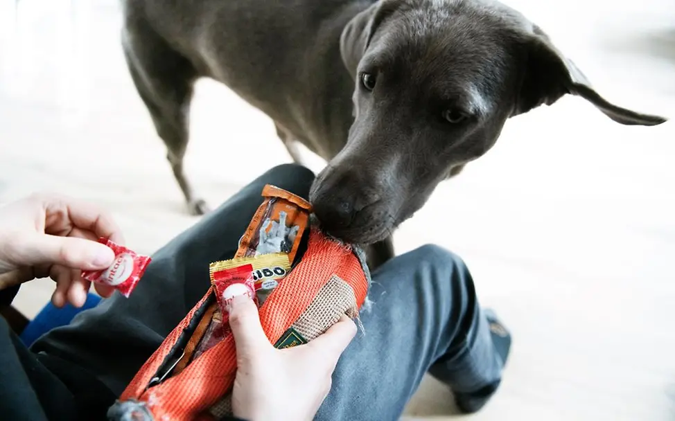 Germany: Johannes’ four-legged sister