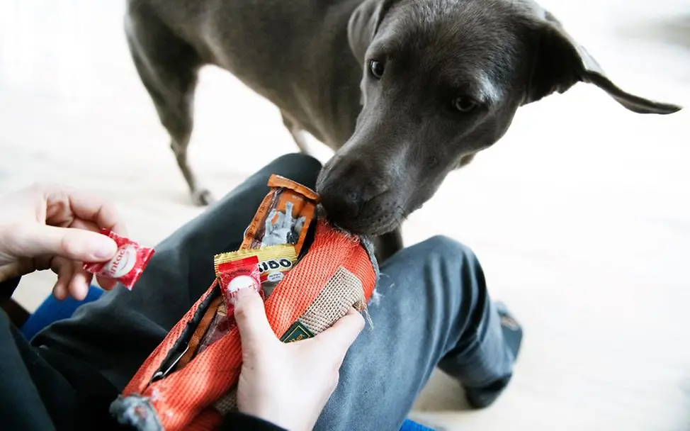 Deutschland: Johannes‘ Schwester hat vier Beine