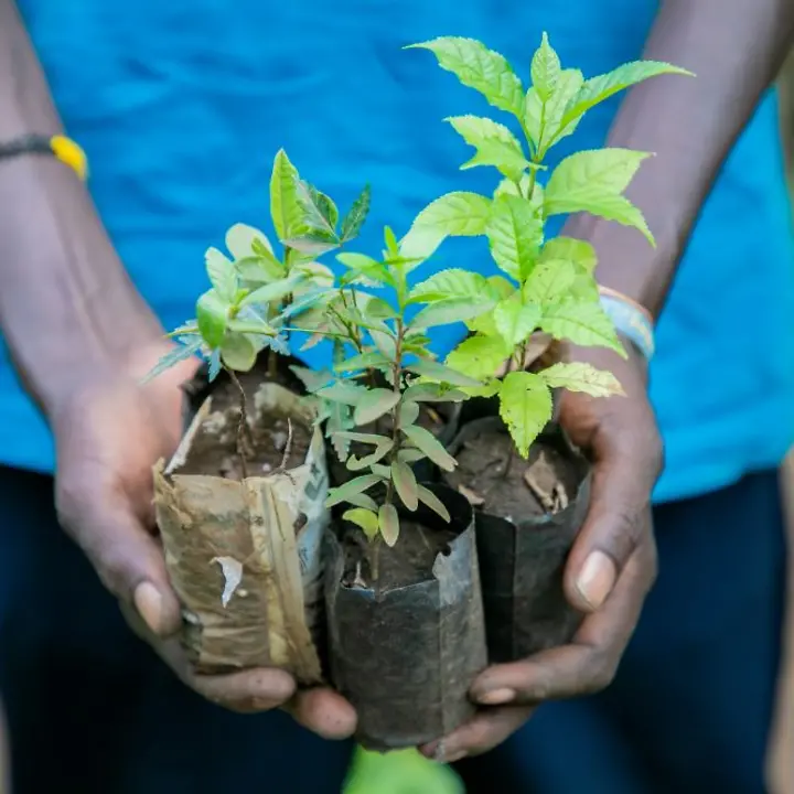 Ein junges Mitglied der Gruppe Team Green View im Unterbezirk Namalu, Distrikt Nakapiripirit, zeigt einen ihrer Baumsetzlinge /© UNICEF/UNI450498/Abdul Ein junges Mitglied der Gruppe Team Green View im Unterbezirk Namalu, Distrikt Nakapiripirit, zeigt einen ihrer Baumsetzlinge