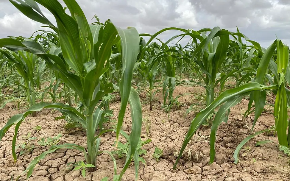 Hunger in Kenia: Maispflanzen wachsen auf völlig vertrocknetem Boden.