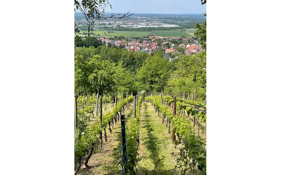 Weinberg Hörstein Weinberg Hörstein