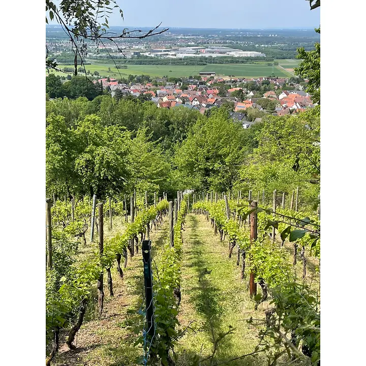 Weinberg Hörstein Weinberg Hörstein