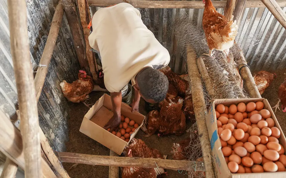 Ein Mann sammelt Eier in einem Hühnergehege; im Hintergrund sind mehrere Hühner zu sehen.