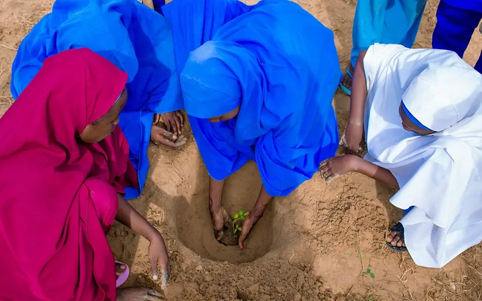 Dürre: Folgen für Kinder & Ursachen: Fatima Salisu und ihre Freundinnen pflanzen Moringa-Setzlinge.