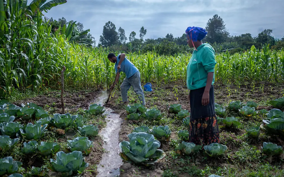 Mit eigenem Vieh und Ackerflächen können die Menschen ihre Familien ernähren. | © UNICEF/Ayene SDGs einfach erklärt: Ein Mann und eine Frau arbeiten auf einem Gemüseacker.