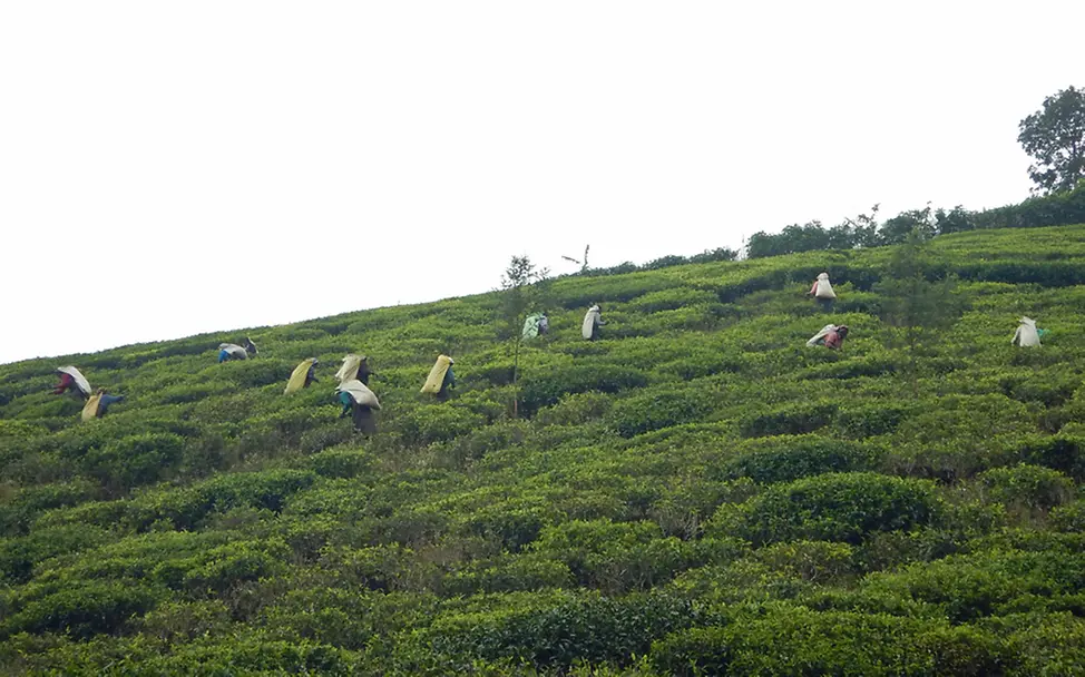 Teepflücken ist eine Plackerei: Jeder Arbeiter zupft täglich 18 Kilogramm Teeblätter | © UNICEF DT 2015 Arbeit in der Teeplantage
