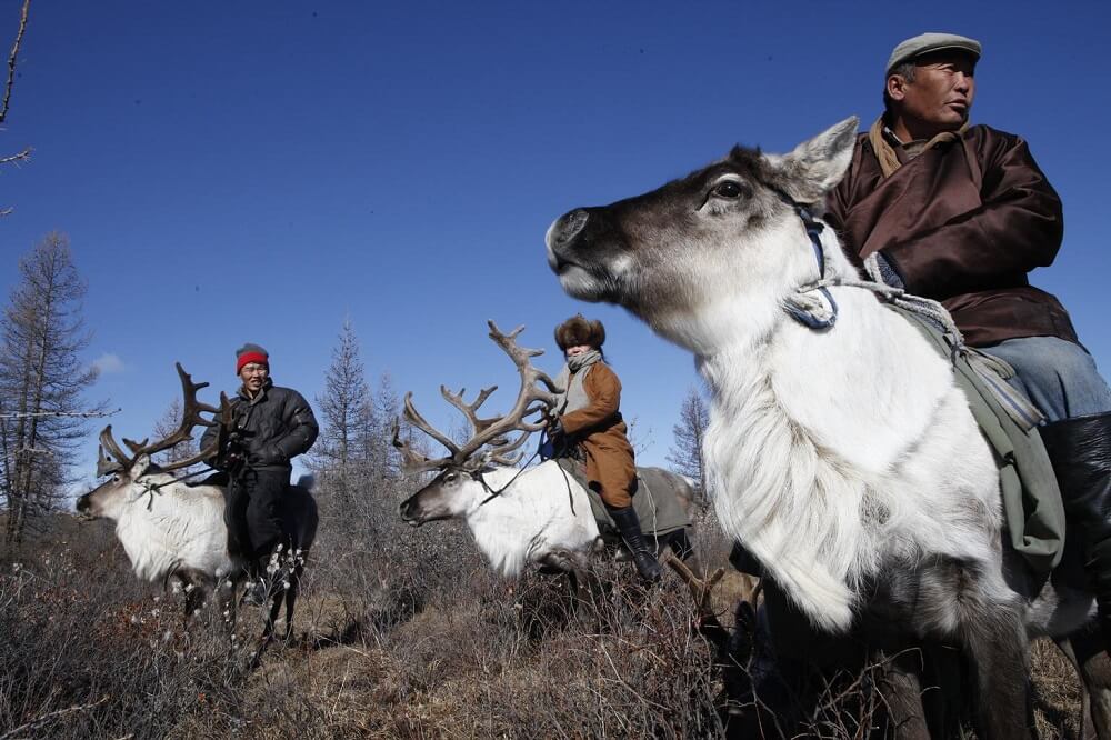 Mongolei: UNICEF-Helfer reiten auf Rentieren und transportieren Impfstoffe
