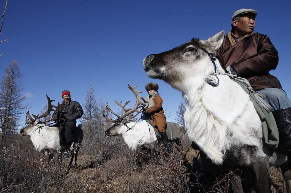 UNI134405 elch Mongolei: UNICEF-Helfer reiten auf Rentieren und transportieren Impfstoffe