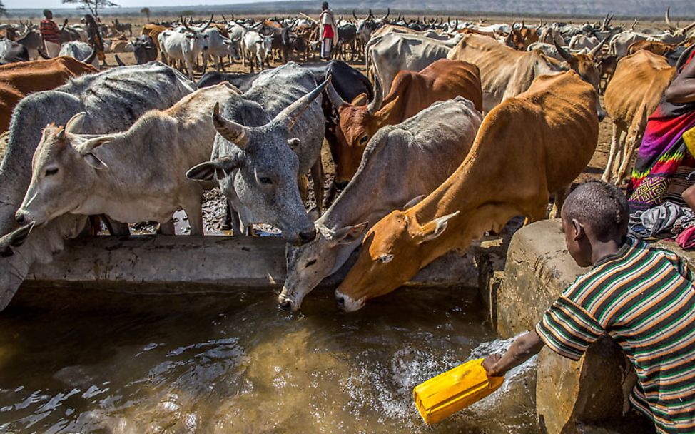 El Niño Äthiopien: An seltenen Wasserstellen werden die verbleibenden Tiere versorgt.