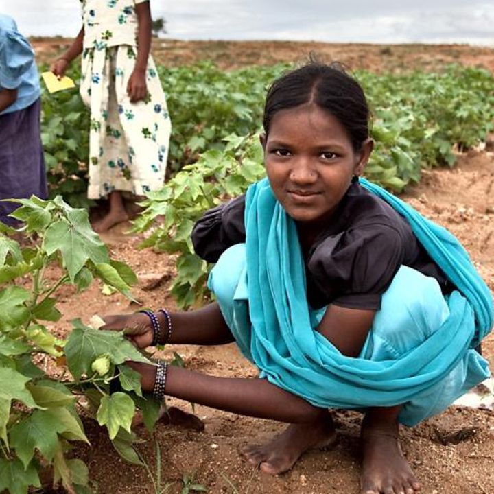 Kinderarbeit in Indien: Mädchen leisten ausbeuterische Arbeit in einem Baumwollfeld.