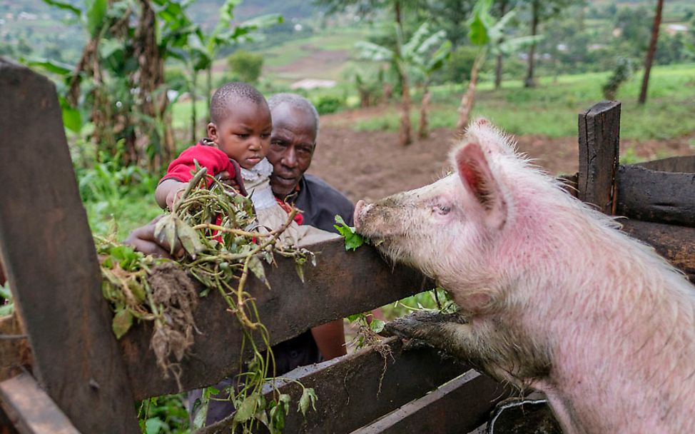 Uganda: Großvater Francis zeigt seiner Enkeltochter Blessed, wie man ein Schwein füttert