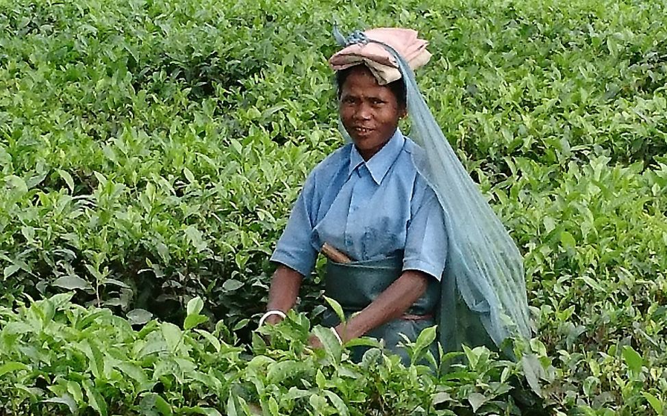 Indien: Eine Teepflückerin auf der Bokel Teeplantage.