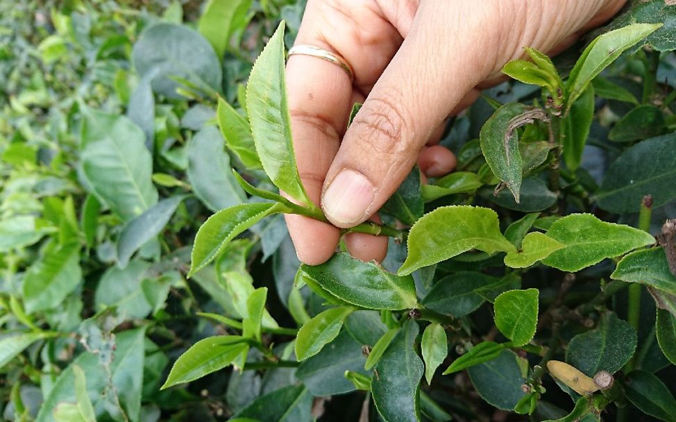 Indien: Nahaufnahme einer Teepflanze auf der Plantage.