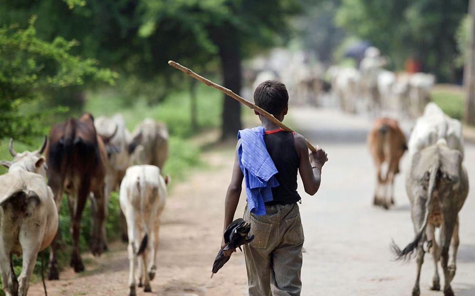 Kinderarbeit in Indien: Ein Junge beim Viehhüten. Nicht jede Form der Kinderarbeit ist verboten.