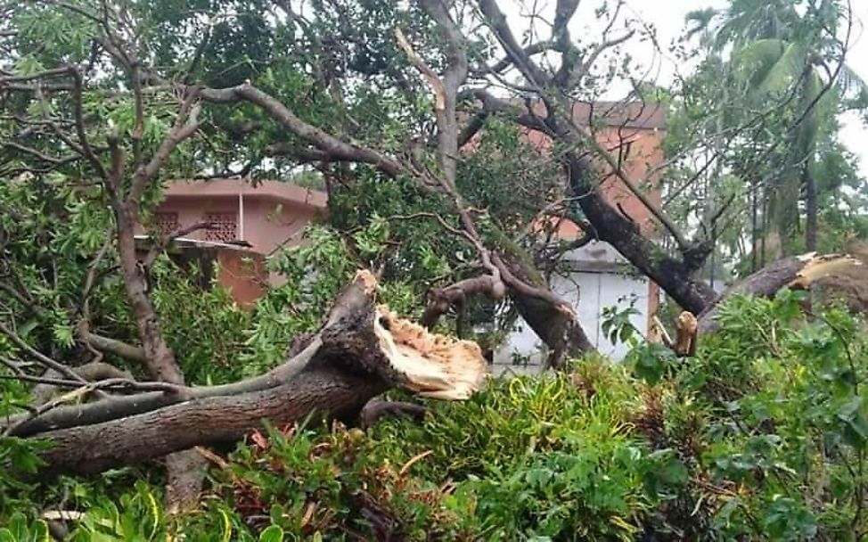 Zyklon Amphan Indien: ein umgestürzter Baum