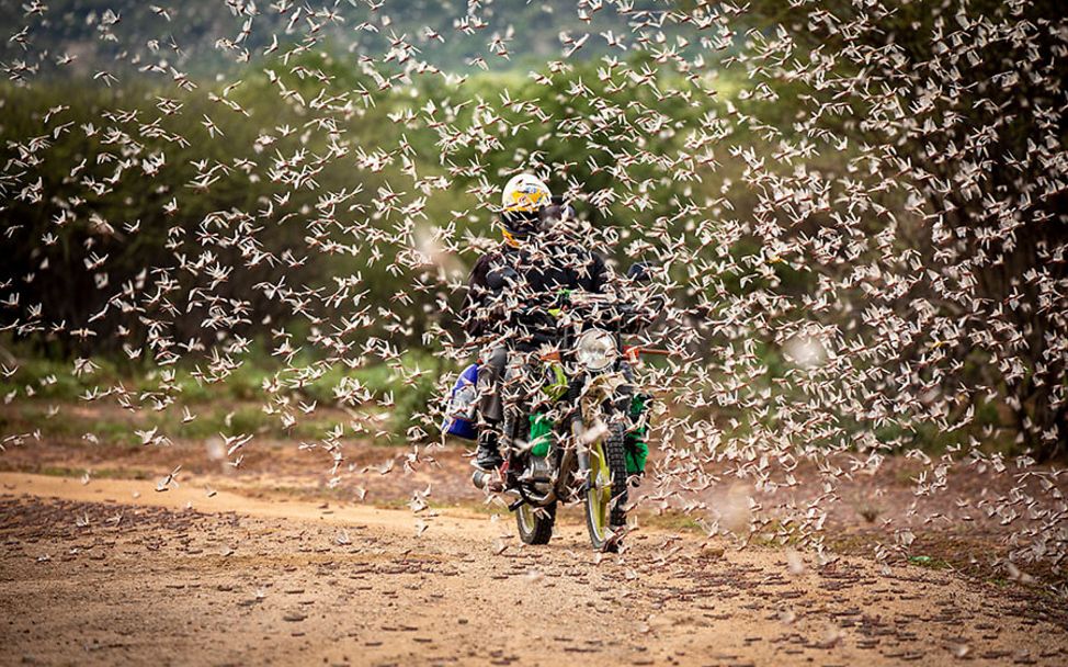 Heuschreckenplage in Ostafrika: Ein Mofafahrer fährt durch einen Heuschreckenschwarm.