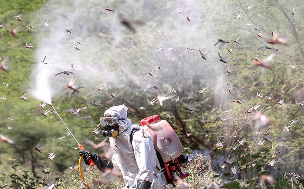 Heuschreckenplage: Mit Schutzanzug und Sprührucksack geht ein Schädlingsbekämpfer gegen die Heuschrecken vor.