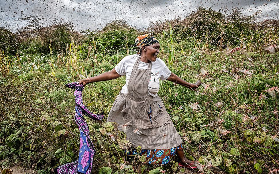 Heuschreckenplage Afrika: Eine Frau in Kenia arbeitet auf dem Feld umzingelt von einem Heuschreckenschwarm.