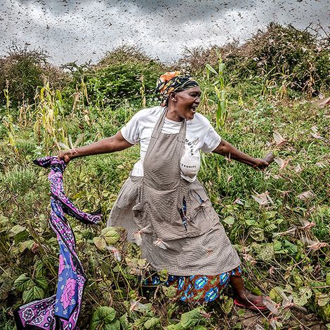 Heuschreckenplage Afrika: Eine Frau in Kenia arbeitet auf dem Feld umzingelt von einem Heuschreckenschwarm.