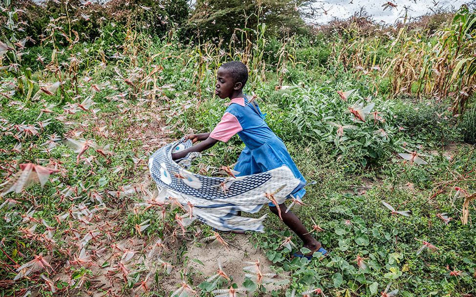 Heuschreckenplage in Kenia: Ein Kind versucht die Heuschrecken mit einem Tuch zu vertreiben.