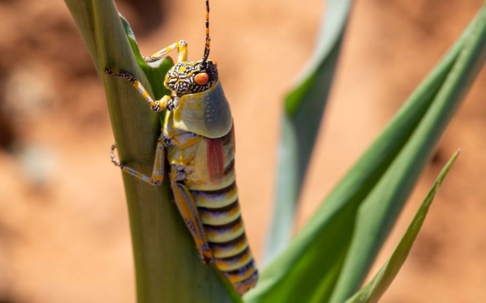 Heuschreckenplage in Afrika: Nahaufnahme der Wüstenheuschrecke
