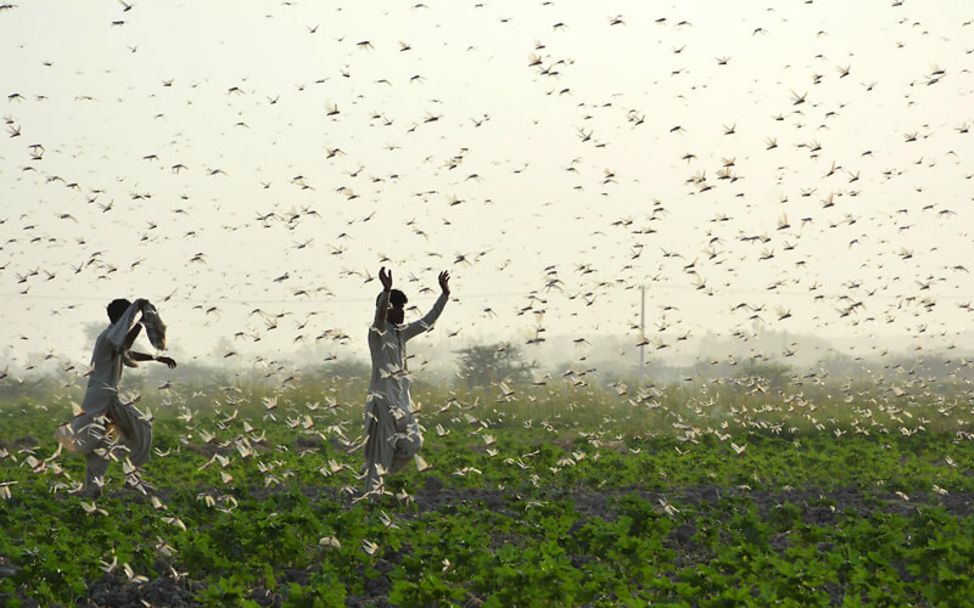 Heuschreckenplage in Pakistan: Bauern vertreiben die Heuschrecken