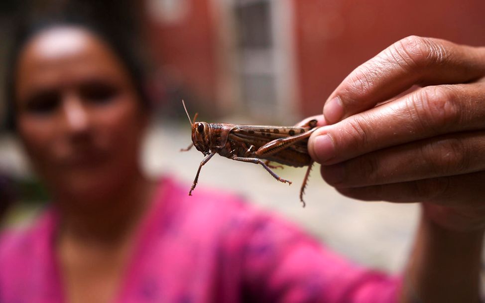 Heuschreckenplage: Eine Frau in Kathmandu hält eine Heuschrecke in der Hand.