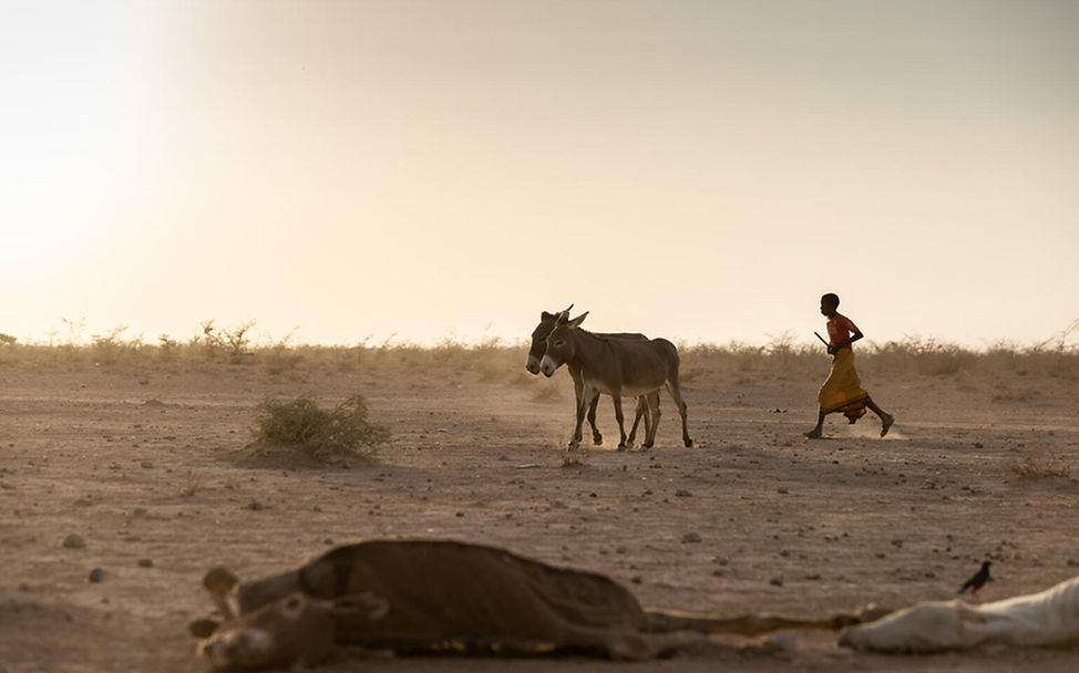 Dürre in Äthiopien: Ein Junge treibt Esel über ausgetrocknetes Land