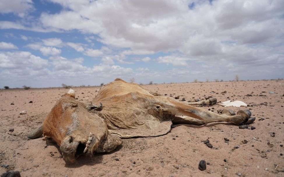 Hunger in Afrika: Eine verendete Kuh im Nordosten Kenias aufgrund der anhaltenden Dürre.