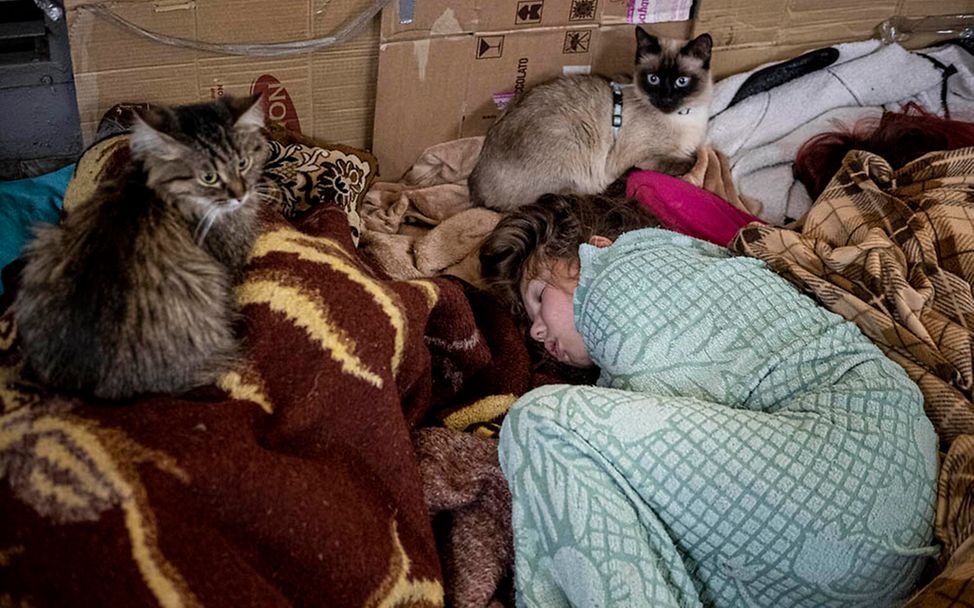 Ukraine-Krieg 100 Tage: Viktoria ist mit ihrer Familie und ihren beiden Katzen nach Charkiw geflüchtet. 