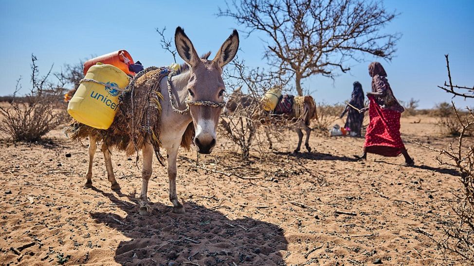 Kenia: Ein Esel mit trägt Kanister zum Wasserholen.