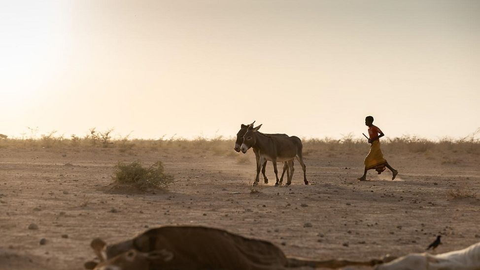 Äthiopien: Kind ist mit zwei Eseln unterwegs. Vorne liegt eine verendete Kuh.