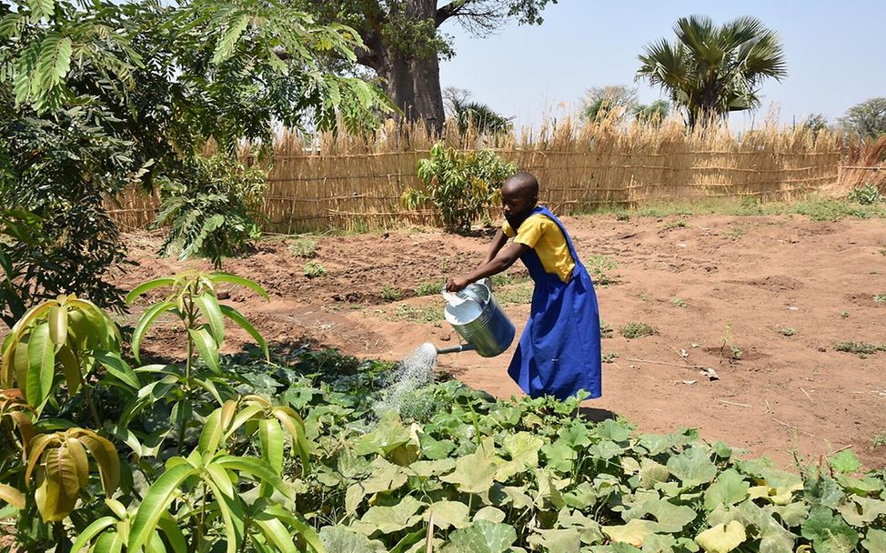 Dürre: Mädchen gießt Pflanzen im Schulgarten in Malawi