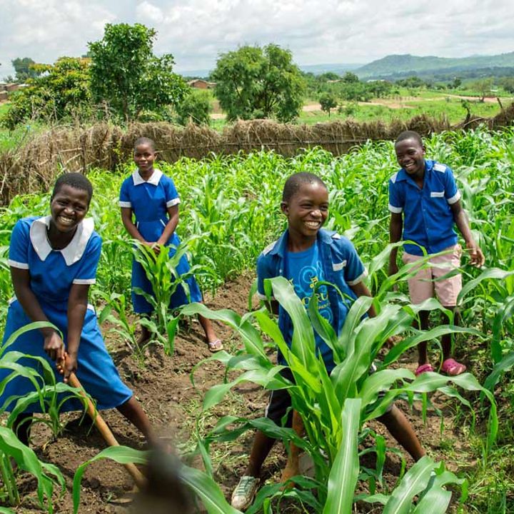 Malawi Living Schools: Schüler und Schülerinnen arbeiten in ihrem Schulgarten. 