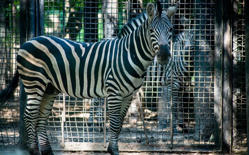 Symbolbild Tierparks und Zoos